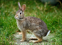 rabbit-picture